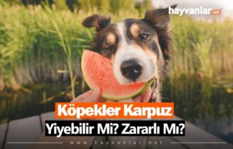 Köpekler Karpuz Yiyebilir Mi? Zararlı Mıdır?