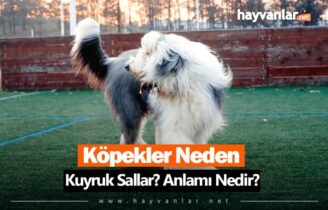 Köpekler Neden Kuyruk Sallar?