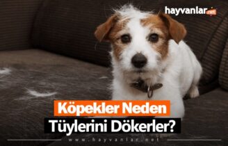 Köpekler Neden Tüy Döker?