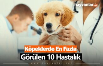 Köpeklerde En Fazla Görülen 10 Hastalık