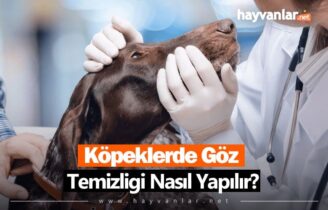 Köpeklerde Göz Temizliği Nasıl Yapılır?