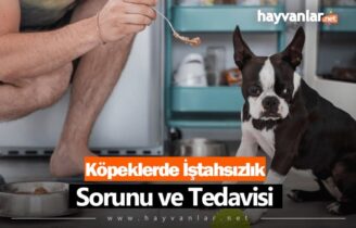 Köpeklerde İştahsızlık Sorunu ve Tedavisi