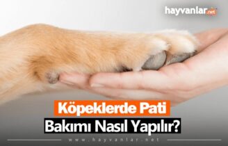 Köpeklerde Pati Bakımı Nasıl Yapılmalıdır?