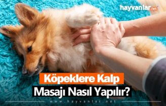 Köpeklere Kalp Masajı Nasıl Yapılır?