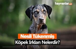 Nesli Tükenmiş Köpek Irkları Nelerdir?