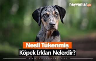 Nesli Tükenmiş Köpek Irkları Nelerdir?