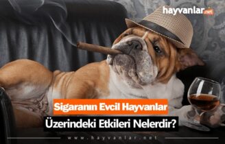 Sigaranın Evcil Hayvanlar Üzerindeki Etkileri Neler?