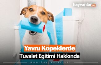 Yavru Köpeklerde Tuvalet Eğitimi