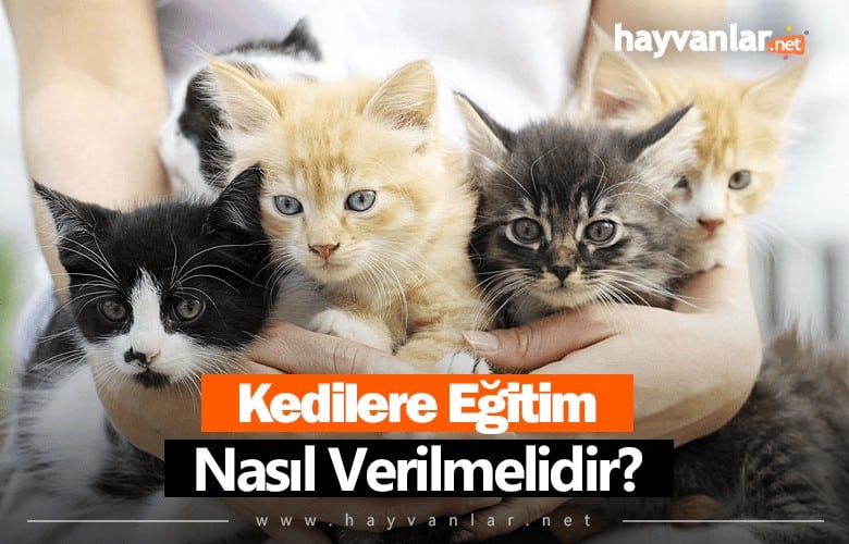 Kedilere Eğitim Nasıl Verilir? Kediler Eğitilir Mi?