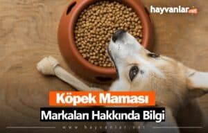 Köpek Maması Markaları Hakkında Bilgi