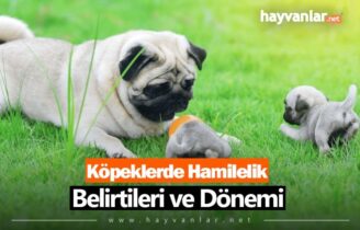 Köpeklerde Hamilelik Belirtileri ve Dönemi