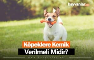 Köpeklere Kemik Verilmeli Mi?
