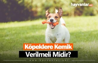Köpeklere Kemik Verilmeli Mi?