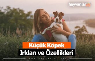 Küçük Köpek Irkları ve Özellikleri