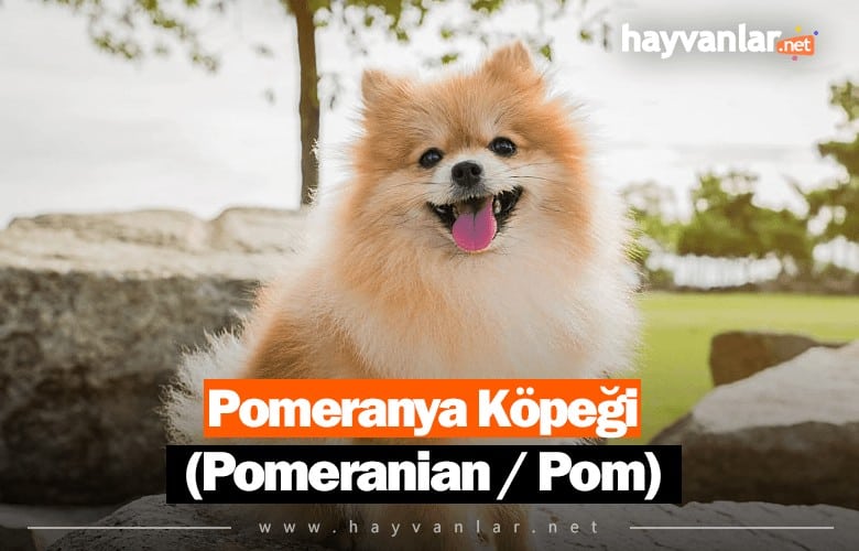 Pomeranya Köpeği ( Pomeranian / Pom)