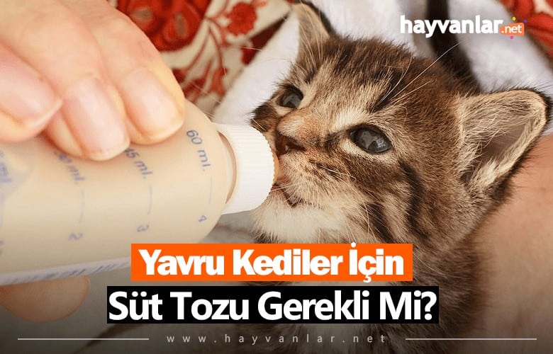Yavru Kediler İçin Süt Tozu Gerekli Mi?