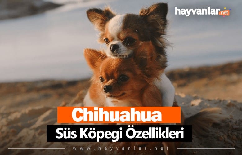 Chihuahua Süs Köpeği