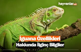 İguana Özellikleri Hakkında İlginç Bilgiler