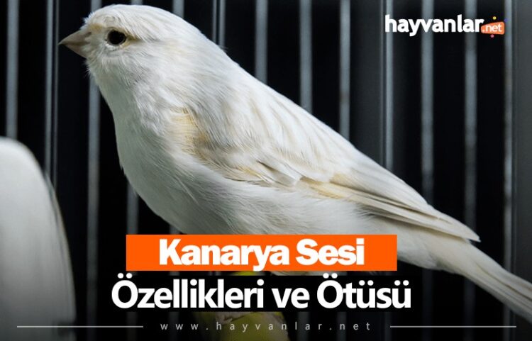Kızgın kanarya Sesi