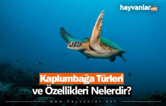 Kaplumbağa Türleri ve Özellikleri Nelerdir