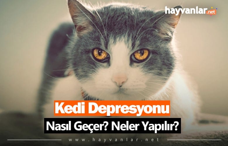 Kedi Depresyonu Nasıl Geçer