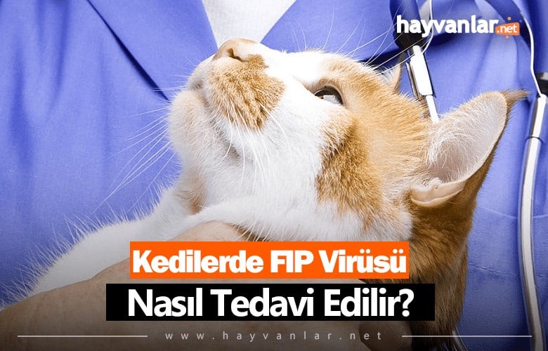 Kedilerde Fip Virüsü Nasıl Tedavi Edilir