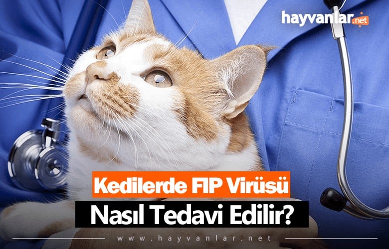 Kedilerde Fip Virüsü Nasıl Tedavi Edilir