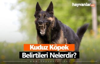 Kuduz Köpek Belirtileri Nelerdir