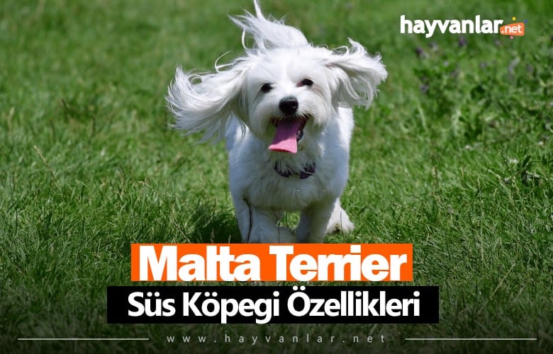 Malta Köpeği