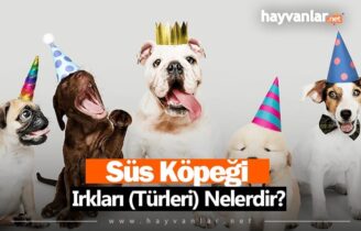 Süs Köpeği Irkları (Türleri) Nelerdir