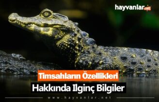 Timsahların Özellikleri Hakkında İlginç Bilgiler