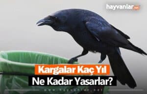 Kargalar Kaç Yıl Yaşar