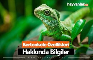 Kertenkele Özellikleri Hakkında Bilgi