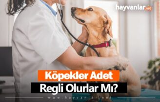 Köpekler Adet Olur Mu