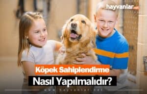 Köpek Sahiplendirme Nasıl Yapılır