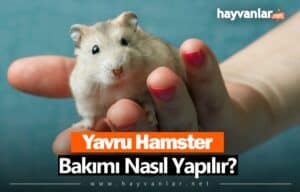 Yavru Hamster Bakımı Nasıl Yapılır