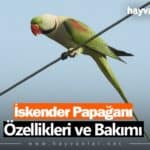 Alexander (İskender) Papağanı Özellikleri ve Bakımı