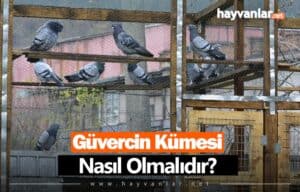 Güvercin Kümesi