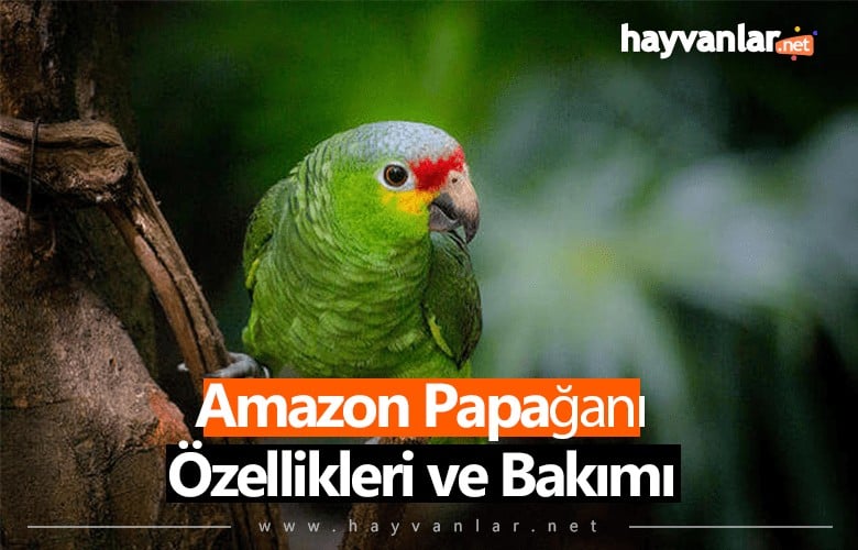 Amazon Papağanı Özellikleri
