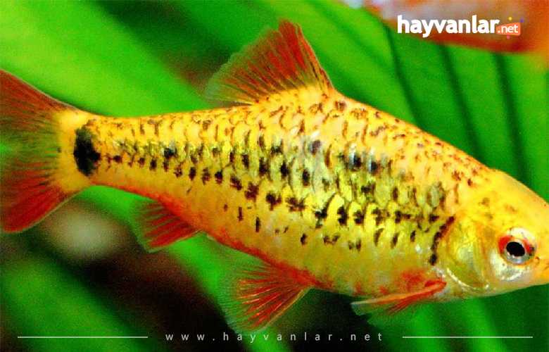 Altın Barb Balığı Küçük Akvaryum Balıkları