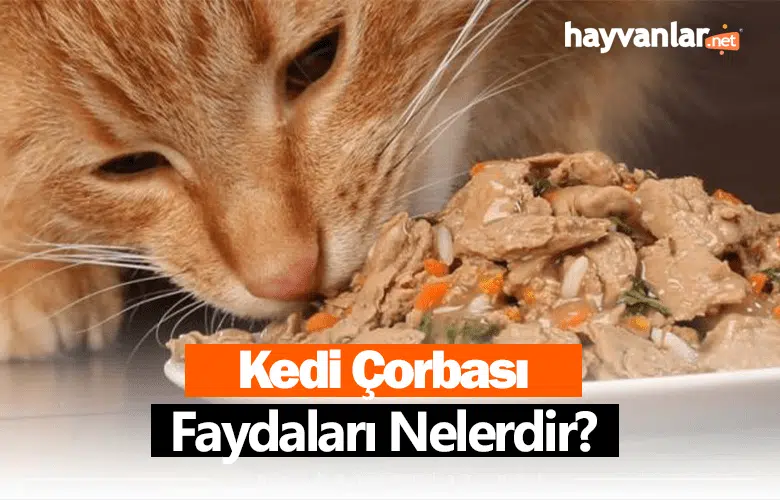 Kedi Çorbası