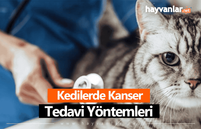 Kedilerde Kanser ve Tedavi Yöntemleri - Hayvanlar.net