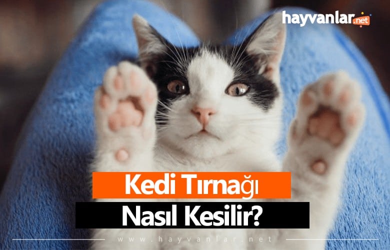 Kedi Tırnağı Nasıl Kesilir