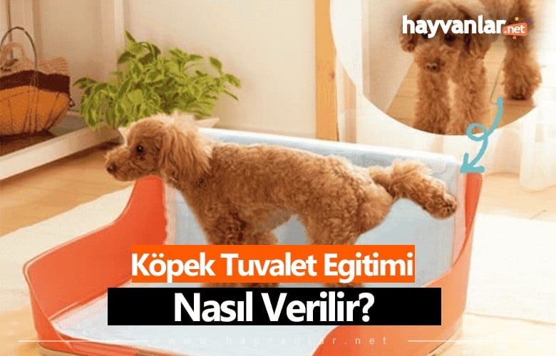 Köpek Tuvalet Eğitimi