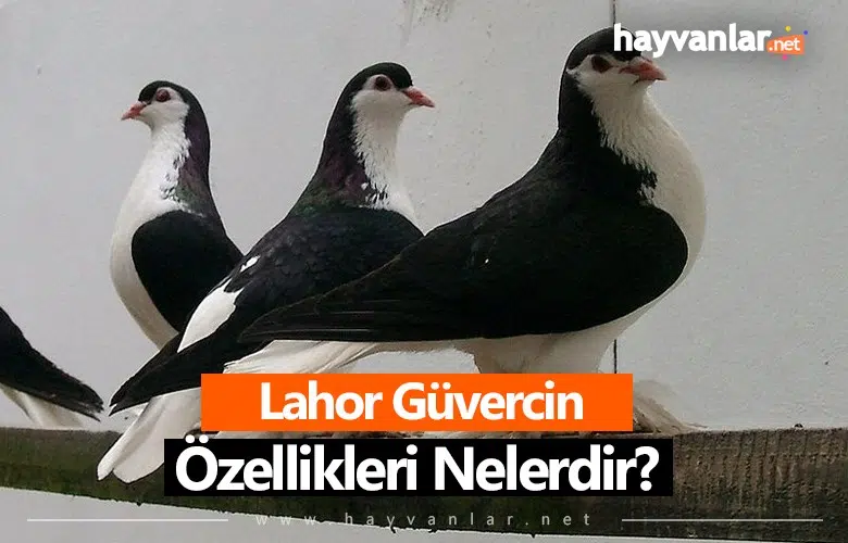 Lahor Güvercin