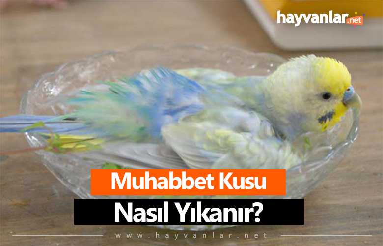 Muhabbet Kuşu Nasıl Yıkanır