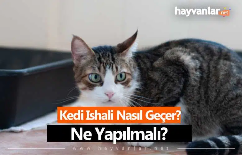 Kedi İshali