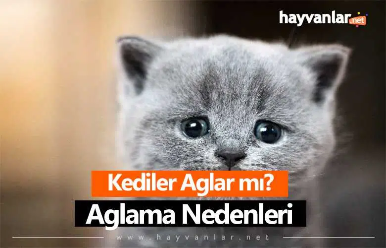 Kediler Ağlar mı