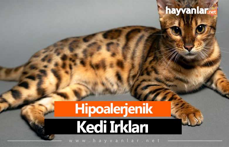 Hipoalerjenik Kedi Irkları