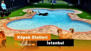 köpek oteli istanbul